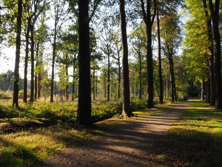 Vagevuurbos en Lippensgoed-Bulskampveld (België)